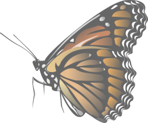 monarch-153134_bea