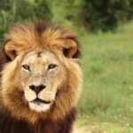 A furry lion walking in the Addo elephant national park during daytime