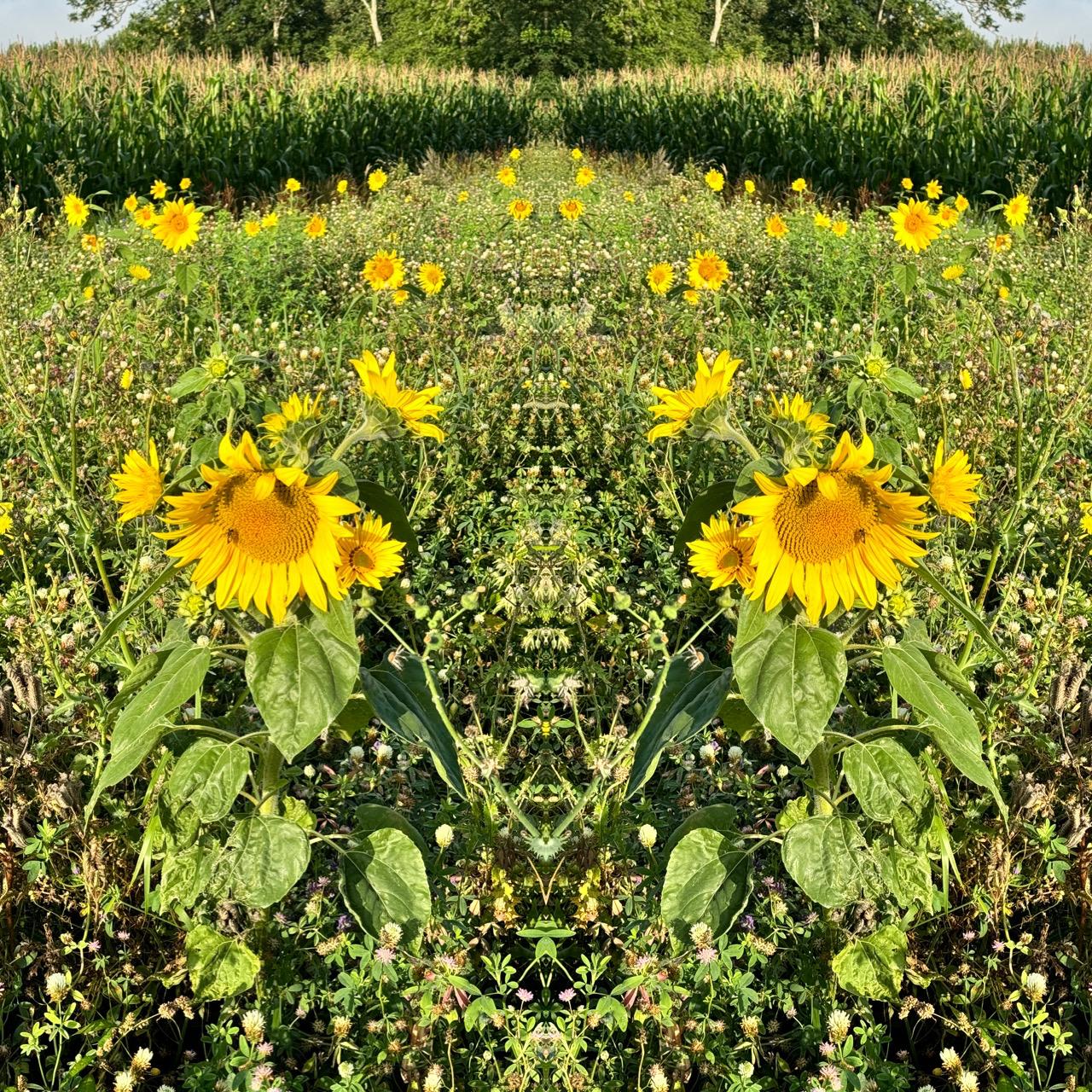 spiegelbild_Sonnenblumen